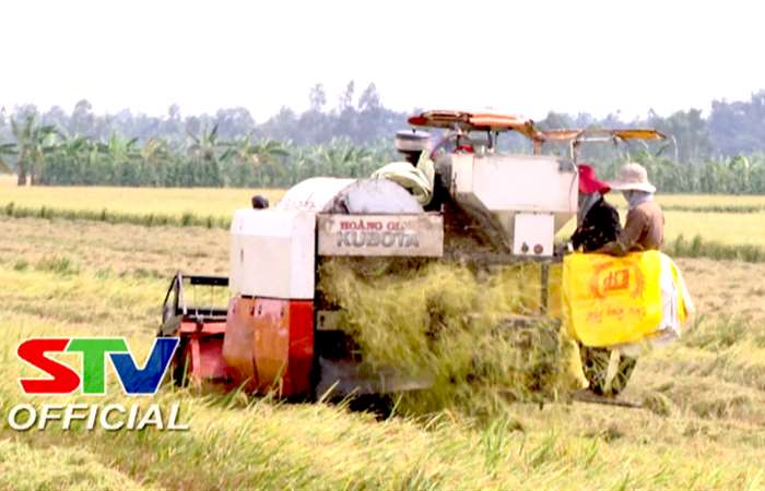 Long Phú thu hoạch lúa Hè thu năm 2022