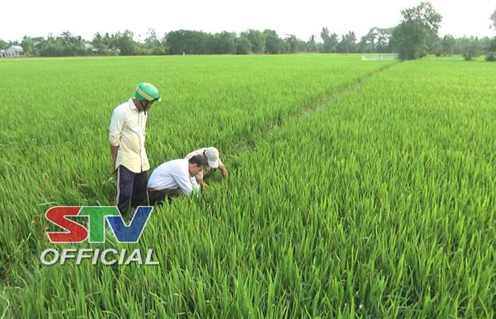 Long Phú trên 1.400ha lúa bị nhiễm sâu bệnh