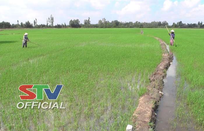 Lúa hè thu ở Thạnh Trị phát triển tốt.