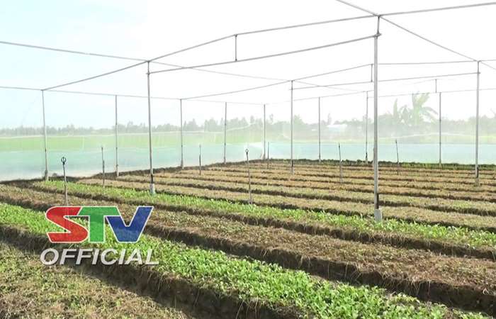 Mô hình trồng màu trong nhà lưới với hệ thống phun tiết kiệm nước
