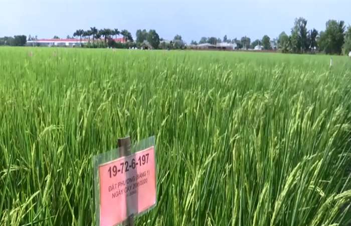 Mở rộng diện tích gieo trồng "gạo ngon nhất thế giới"