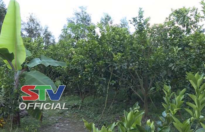 Mỹ Tú mở rộng diện tích trồng cam xoàn VietGAP