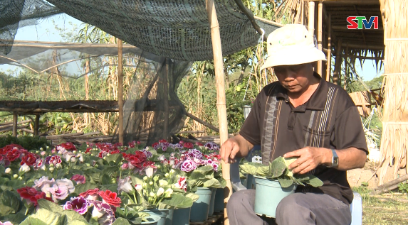 Nét Việt - Hoa trồng tết 21-01-2017