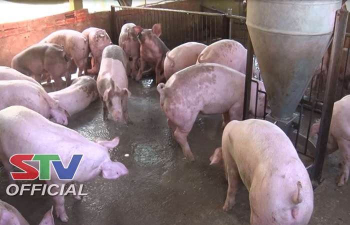 Ngã Năm: chủ động phòng ngừa dịch tả heo châu phi