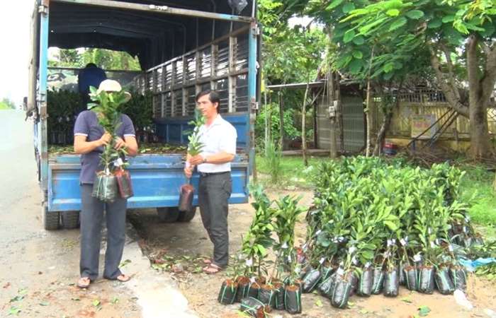 Ngã Năm hỗ trợ giống bưởi da xanh cho nông dân