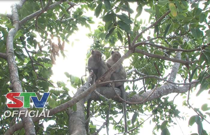 Người dân ấp Vàm Hồ, xã An Thạnh Nam lo ngại đàn khỉ hoang về phá hoại