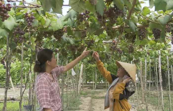 Mô hình trồng Nho Ninh Thuận tại xã An Mỹ với nhiều triển vọng  