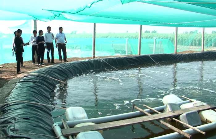 Những thuận lợi, khó khăn khi tham gia mô hình nuôi tôm theo VietGAP