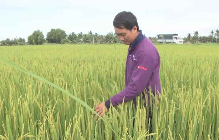 Nichino đồng hành cùng người trồng lúa 24-06-2019