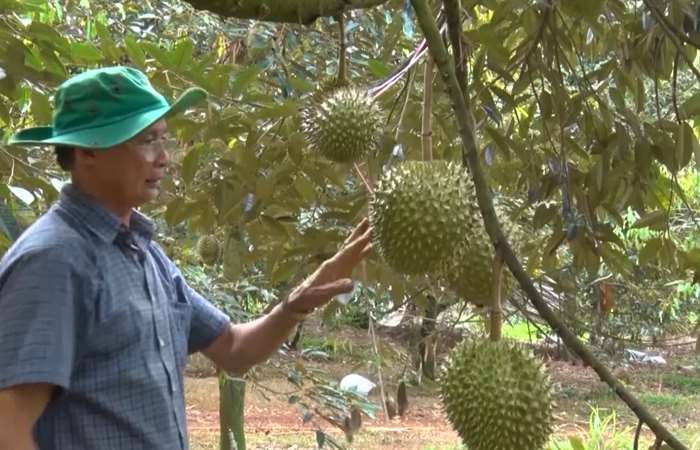 Nông dân Đồng Nai ồ ạt trồng sầu riêng