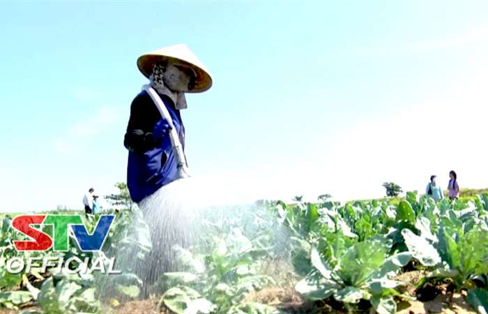 Nông dân huyện Mỹ Tú chuẩn bị rau, màu phục vụ thị trường Tết Nguyên đán Nhâm Dần 2022
