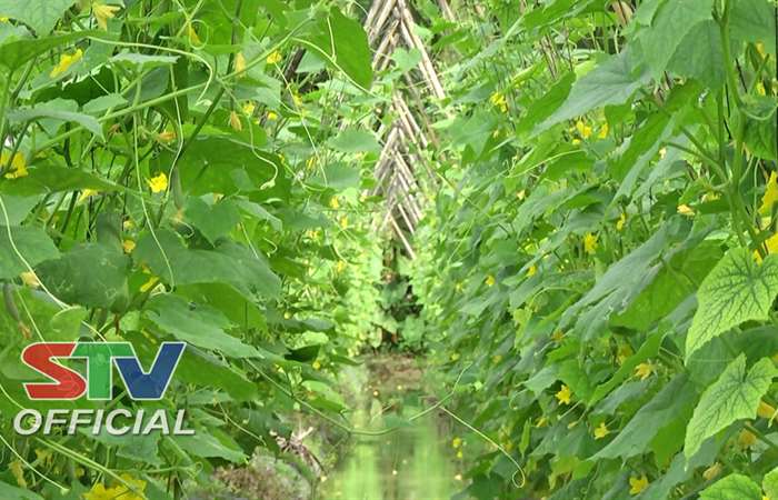 Nông dân Long Phú chủ động sản xuất rau, màu trong mùa mưa