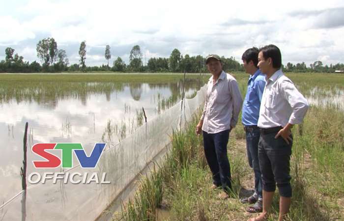 Nông dân Mỹ Tú tăng thêm thu nhập trong mùa nước nổi