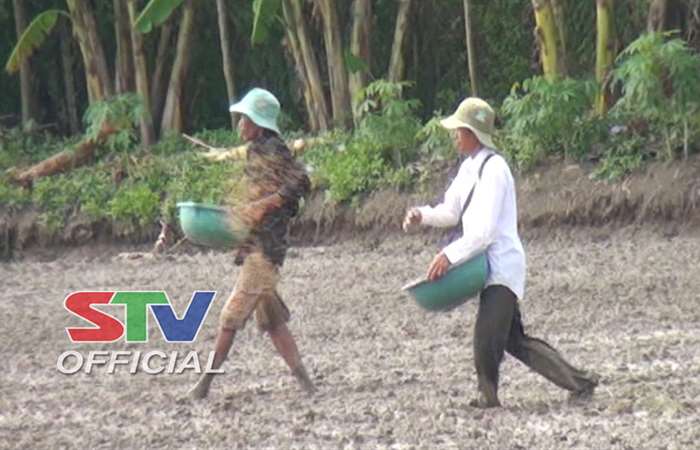 Nông dân TP Sóc Trăng vào vụ lúa hè thu