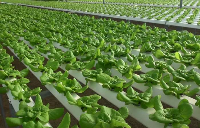 Nông sản Việt bị Nhật áp lệnh kiểm tra