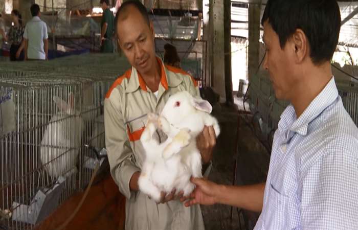 Nuôi thỏ chiết xuất vaccine ở Lai Châu