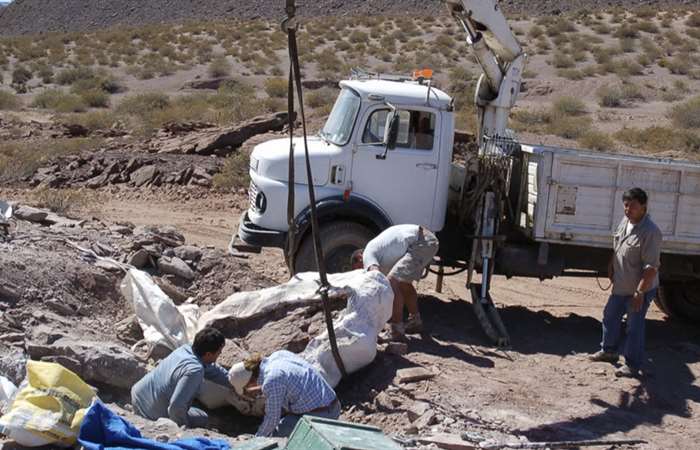 Phát hiện hóa thạch loài khủng long mới tại Argentina