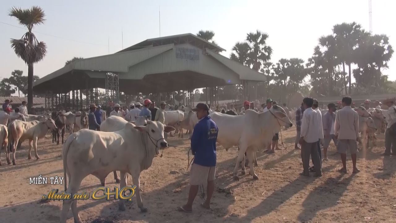 Miền Tây Muôn Nẻo Chợ - Tà Ngáo chợ chuyên bán trâu bò 27-11-2016