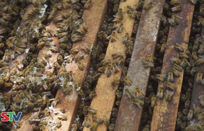 STV khám phá - Nghề nuôi ong lấy mật (05-06-2021)