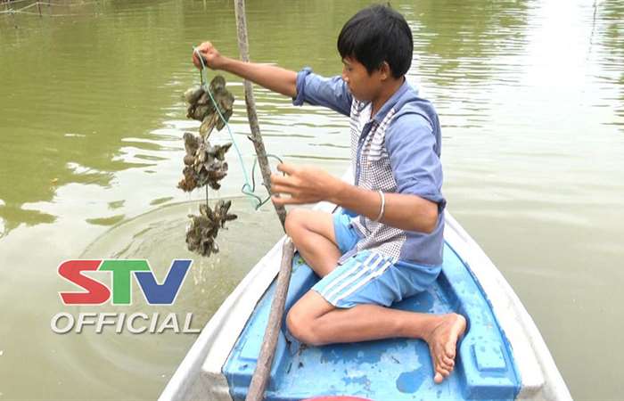 Thành công bước đầu của mô hình nuôi Hàu Thái Bình Dương