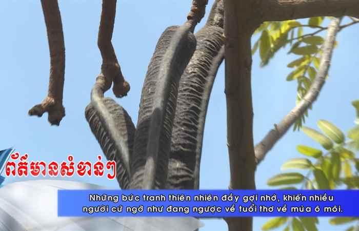 Thời sự tiếng Khmer (04-04-2021)
