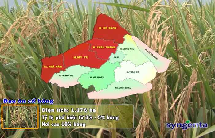 Thông tin dịch hại Nông nghiệp 19-07-2017