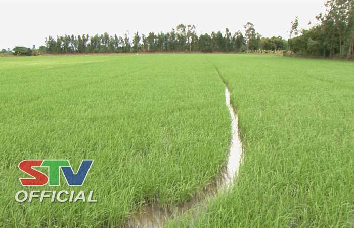 Thông tin dịch hại nông nghiệp
