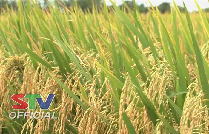 Thông tin dịch hại nông nghiệp