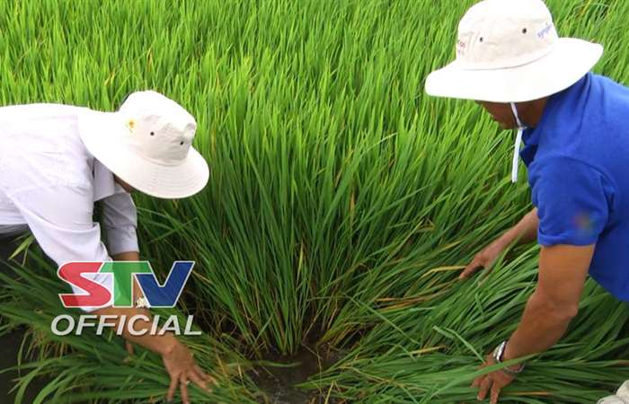 Thông tin dịch hại nông nghiệp