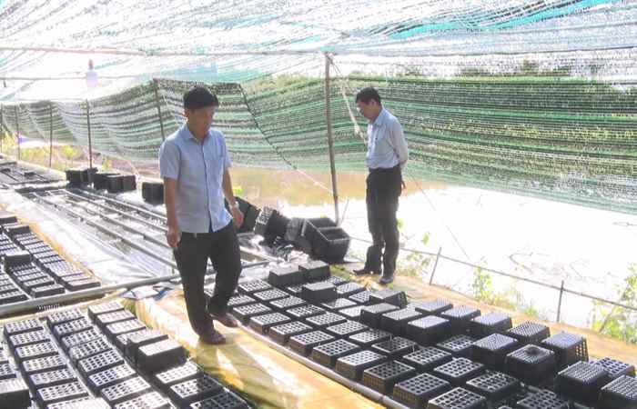 Đánh giá nghiệm thu Dự án Nuôi cua lột trên bể lót bạt tại thị xã Vĩnh Châu
