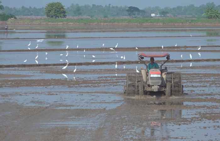 Nông dân Trần Đề thu hoạch hơn 20.000 ha lúa Hè -Thu