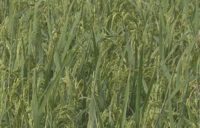  Tổ chức sản xuất lúa thơm đặc sản có kiểm soát chất lượng sản phẩm gắn với liên kết tiêu thụ ( 16-05-2023)