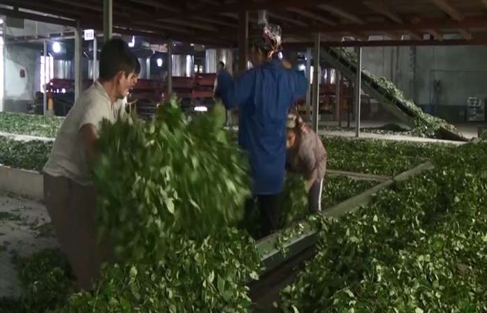 Trà xanh Việt dẫn đầu thị trường Pakistan