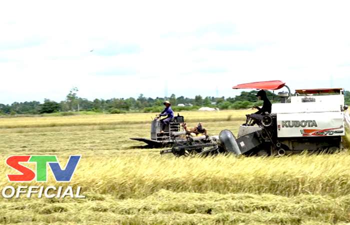 Trần Đề thu hoạch hơn 20.000 ha lúa Hè - Thu