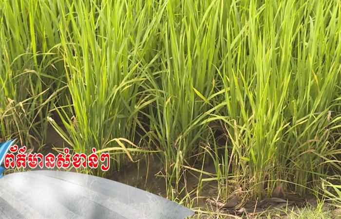Trợ lực Nhà nông tiếng Khmer 13-11-2019