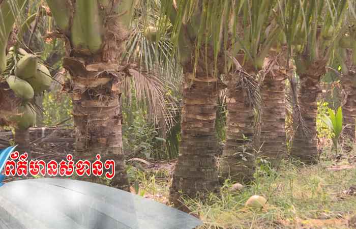 Trợ lực Nhà nông - Tiếng Khmer (29-11-2023)