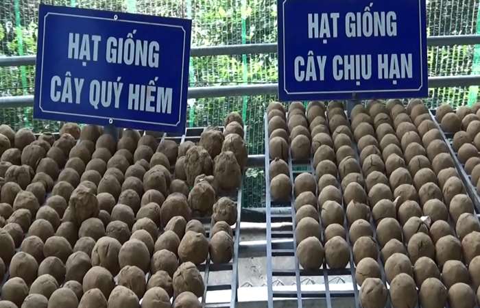 Ứng dụng “Bom hạt giống” tái tạo hệ thực vật vùng khô hạn
