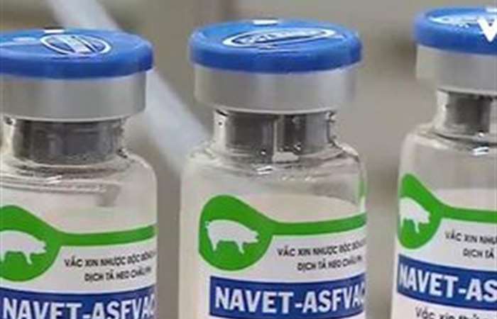Việt Nam sắp sản xuất được vaccine phòng dịch tả lợn (heo)