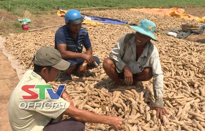 Vĩnh Châu vào mùa củ cải muối