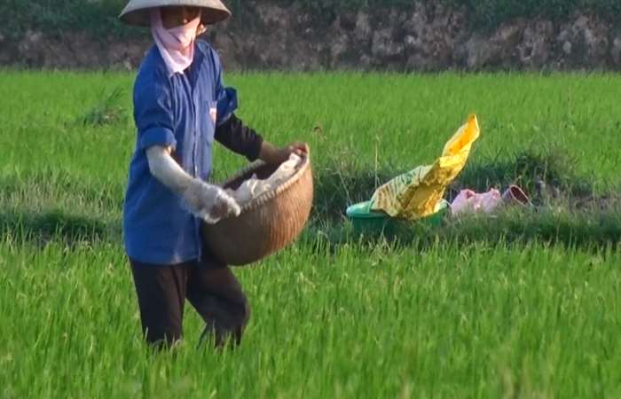 Xuất khẩu gạo tăng về giá trị