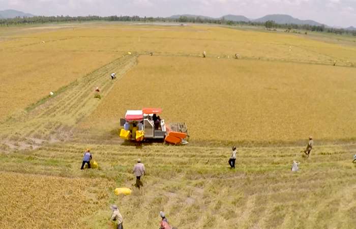 Khẩn trương hoàn thành nhập kho dự trữ gạo