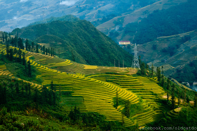 Viết về cánh đồng quê hương