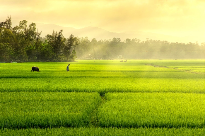 Cánh đồng ngày mưa lụt