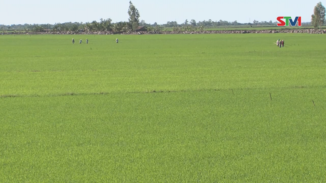 Huyện Thạnh Trị chủ động trong phòng chống, giảm nhẹ thiệt hại trong mùa mưa bão
