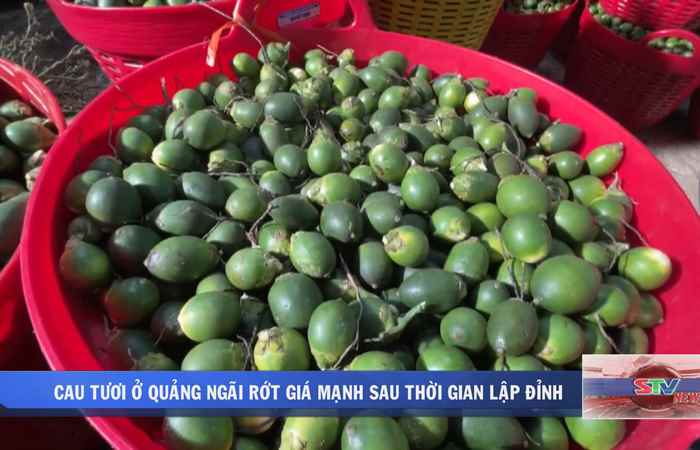 Bản tin STV NEWS (27-10-2024)