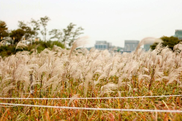 Cánh đồng cỏ may