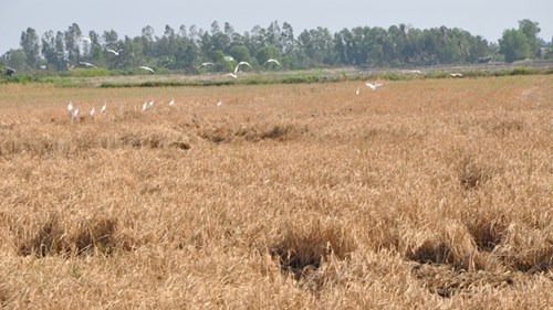  Cánh đồng đất mặn