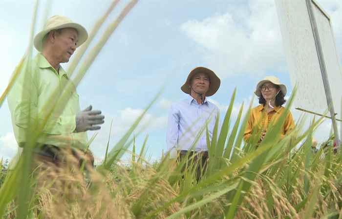 VFC phối hợp viện lúa ĐBSCL nghiên cứu các giải pháp xử lý nền cỏ dại, lúa cơi (01-09-2023) 