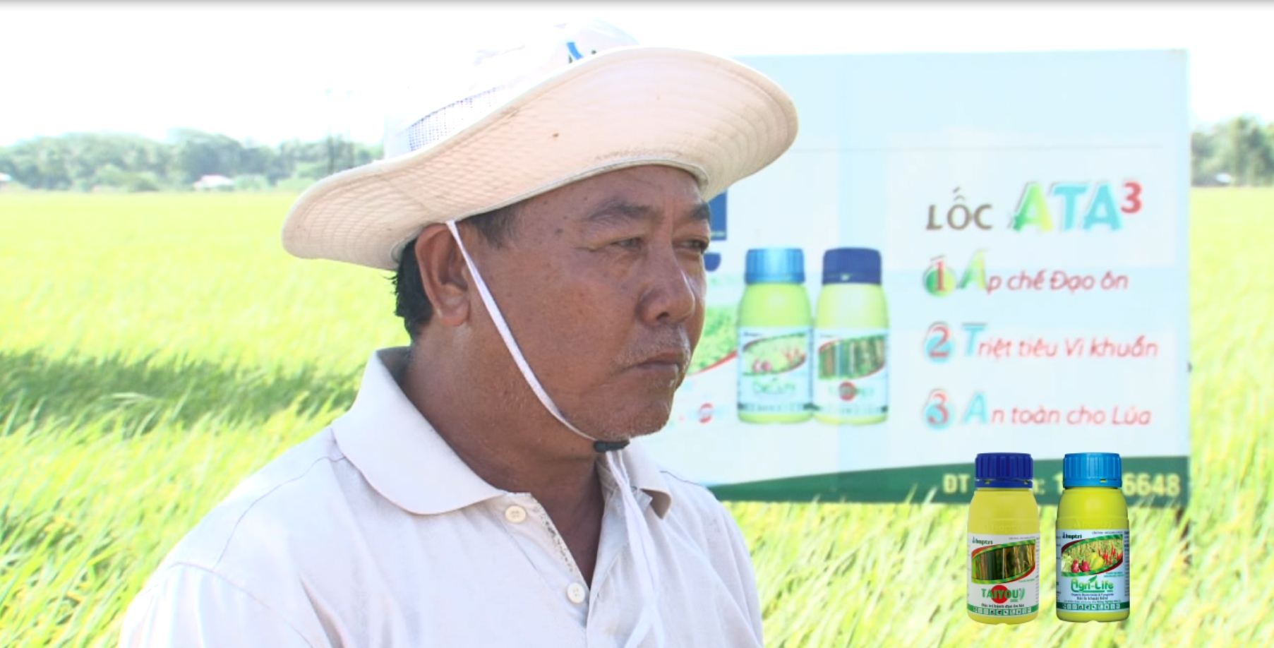 Vì Nông Nghiệp Bền Vững: Kinh nghiệm quản lý cháy lá và bạc lá lúa hiệu quả của Nhà nông