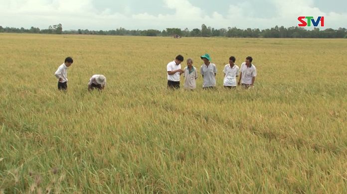 Tạo nguồn giống Lúa chất lượng cao phục vụ sản xuất